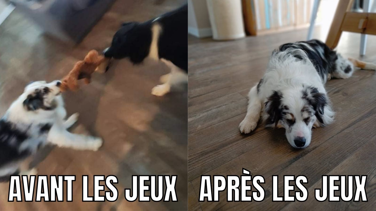 https://hom-animaux.fr/wp-content/uploads/2022/02/Avant-apres.jpg